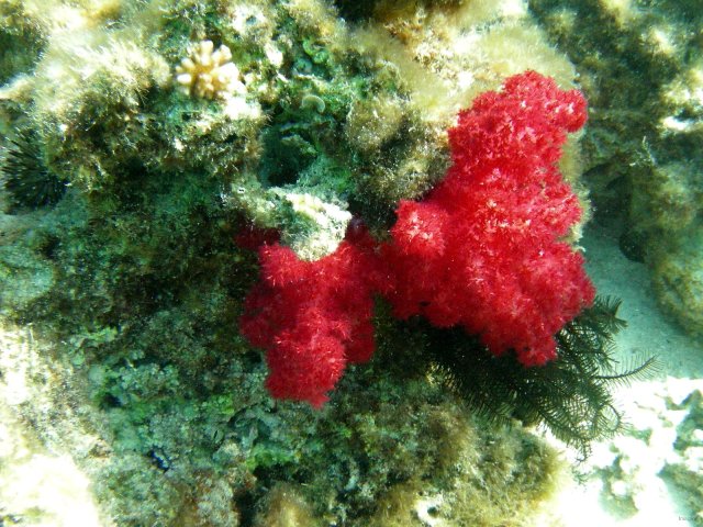 48- Corail aux couleurs eclatantes 